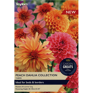 Peach Dahlia Collection Garden Greats